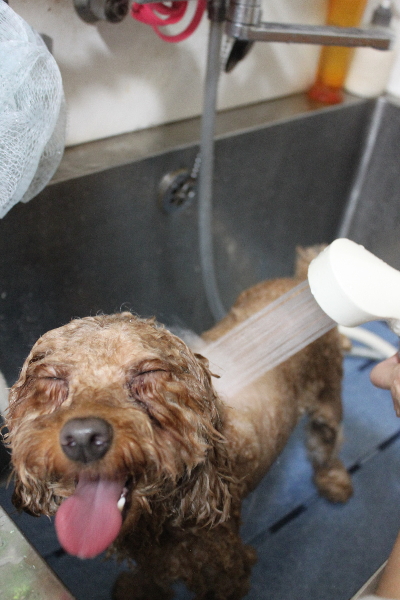 東京都大田区のトイプードルのオゾンシャワー画像