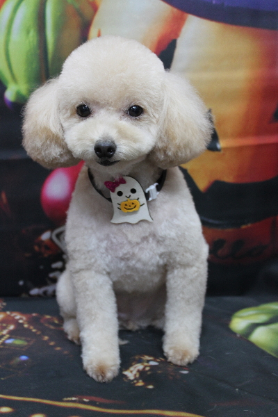 千葉県鎌ケ谷市のトイプードルのトリミング画像