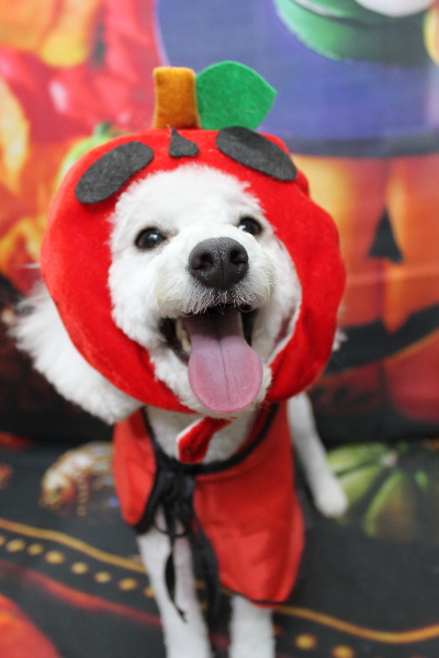 千葉県船橋市のトイプードルのトリミング画像