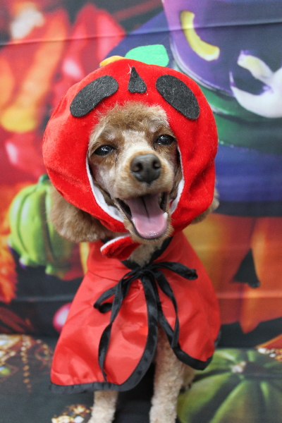 千葉県船橋市のトイプードルのトリミング画像