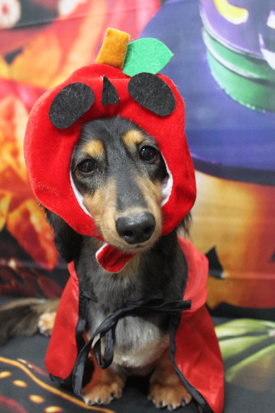 千葉県船橋市のミニチュアダックスのトリミング画像