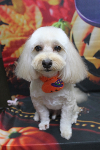 千葉県鎌ヶ谷市のミックス犬のトリミング画像