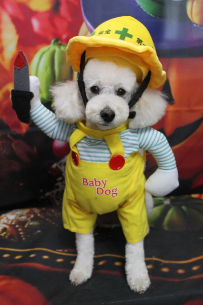 千葉県鎌ヶ谷市のトイプードルのトリミング画像