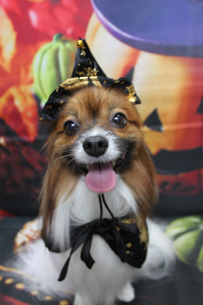 千葉県鎌ヶ谷市のパピヨンのトリミング画像