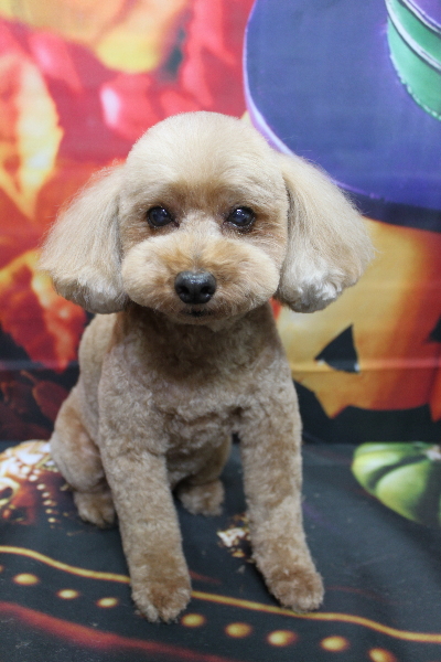 千葉県船橋市のトイプードルのトリミング画像