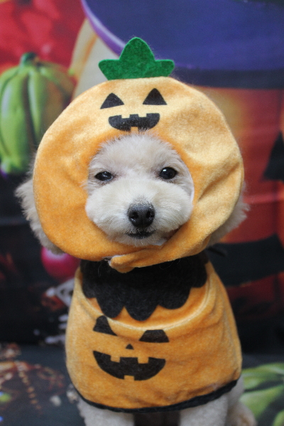 千葉県鎌ケ谷市のトイプードルのトリミング画像