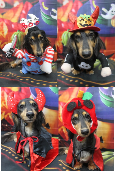 千葉県船橋市のミニチュアダックスのトリミング画像