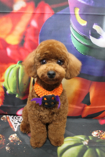 千葉県鎌ヶ谷市のトイプードルのトリミング画像