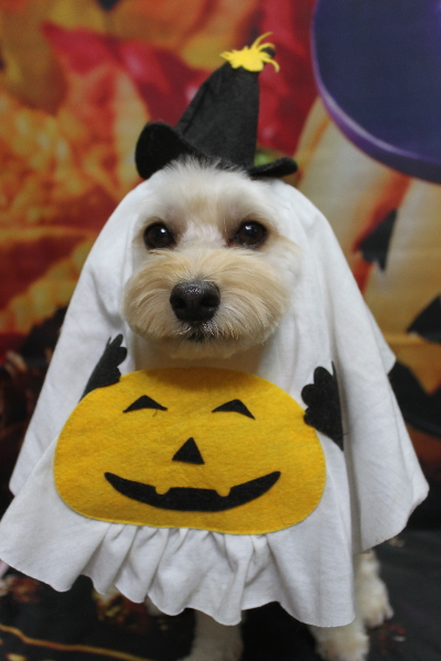 千葉県鎌ヶ谷市のミックス犬のトリミング画像