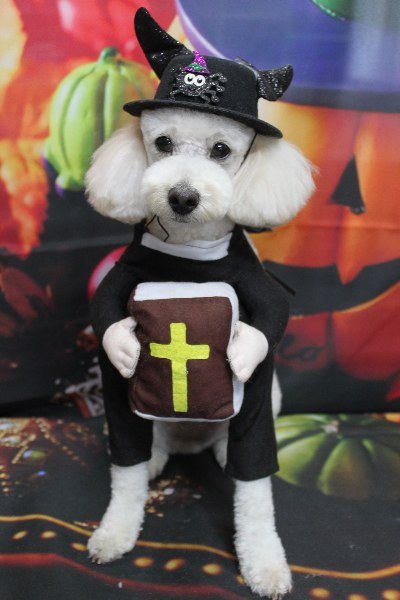 千葉県鎌ヶ谷市のトイプードルのトリミング画像