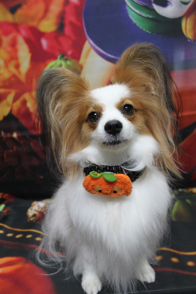 千葉県鎌ヶ谷市のパピヨンのトリミング画像