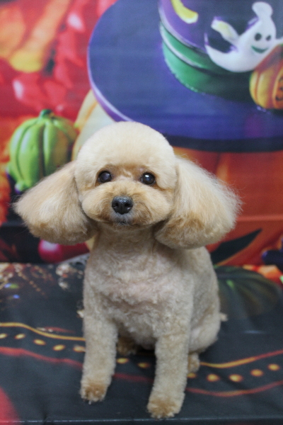 千葉県船橋市のトイプードルのトリミング画像