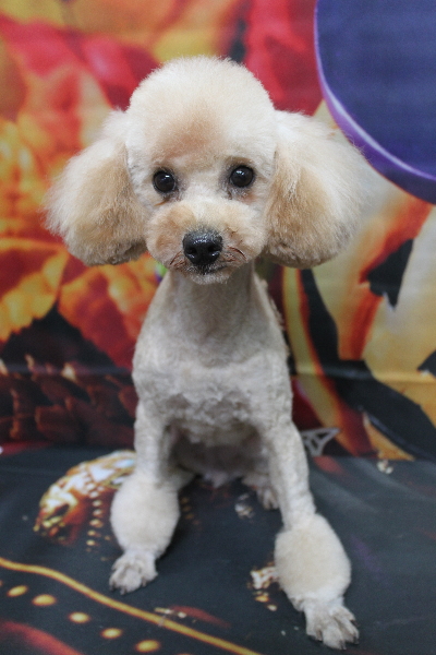 トイプードルブリーダーの成犬、トリミング画像