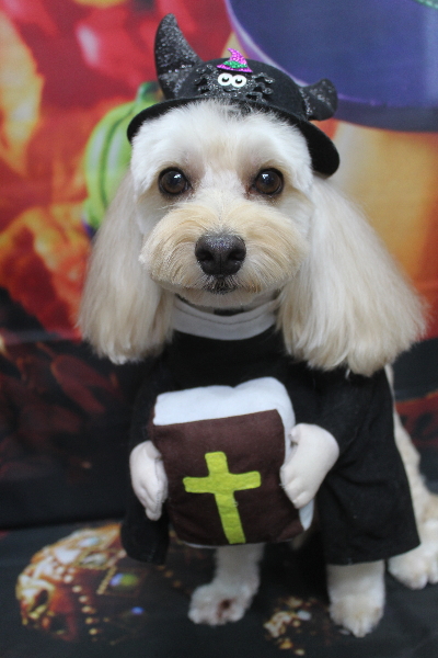 千葉県鎌ヶ谷市のミックス犬のトリミング画像