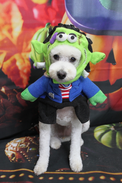 千葉県鎌ヶ谷市のトイプードルのトリミング画像