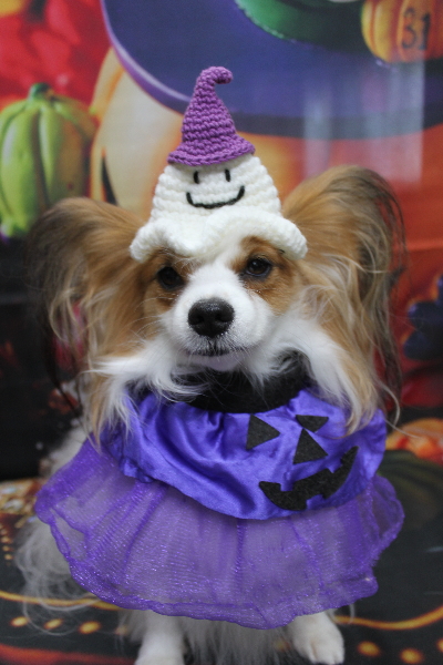 千葉県鎌ヶ谷市のパピヨンのトリミング画像