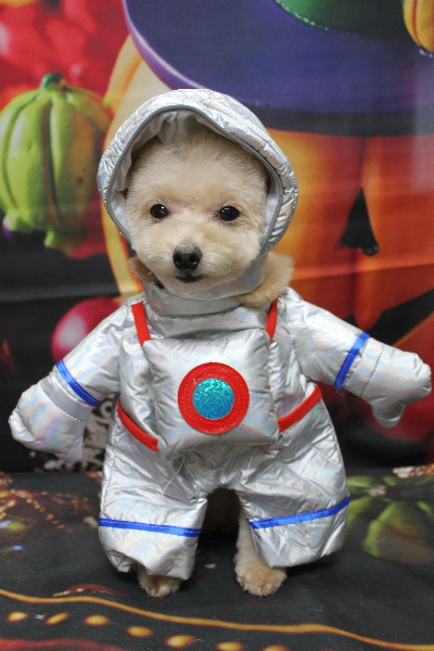 千葉県鎌ケ谷市のトイプードルのトリミング画像