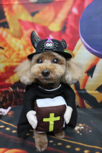 千葉県船橋市のトイプードルのトリミング画像