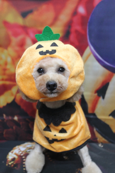 トイプードルブリーダーの成犬、トリミング画像