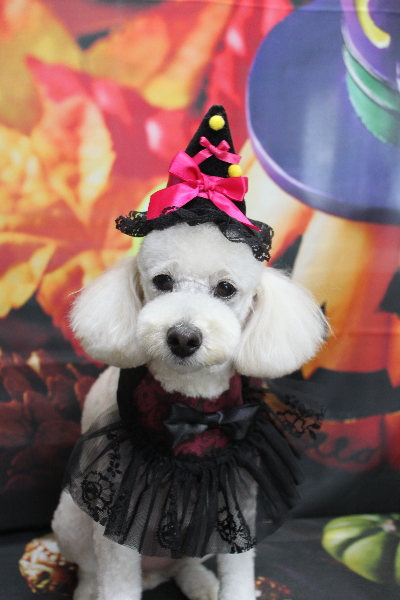 千葉県鎌ヶ谷市のトイプードルのトリミング画像