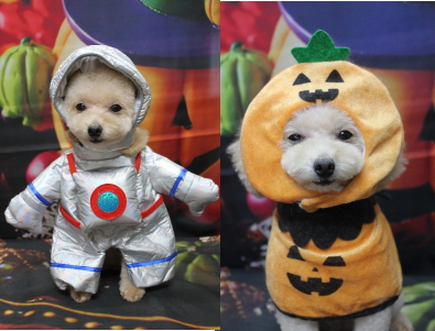 千葉県鎌ケ谷市のトイプードルのトリミング画像