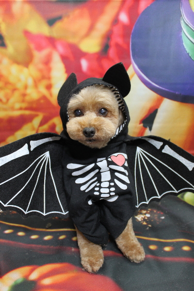 千葉県船橋市のトイプードルのトリミング画像