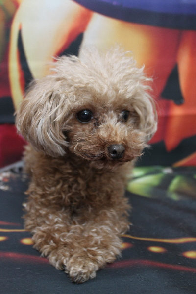 千葉県印西市のトイプードルのトリミング前画像