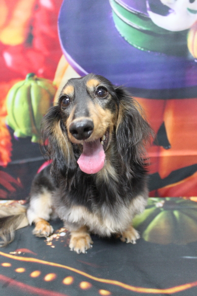 千葉県船橋市のミニチュアダックスのトリミング前画像