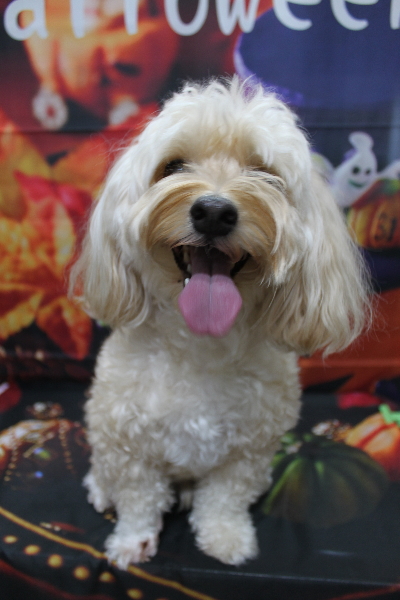 千葉県鎌ヶ谷市のミックス犬のトリミング前画像