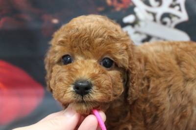 トイプードルブリーダーの子犬、トリミング画像