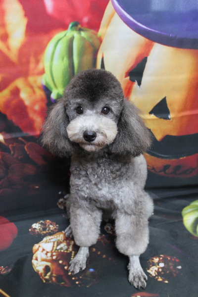 トイプードルブリーダーの成犬、トリミング画像