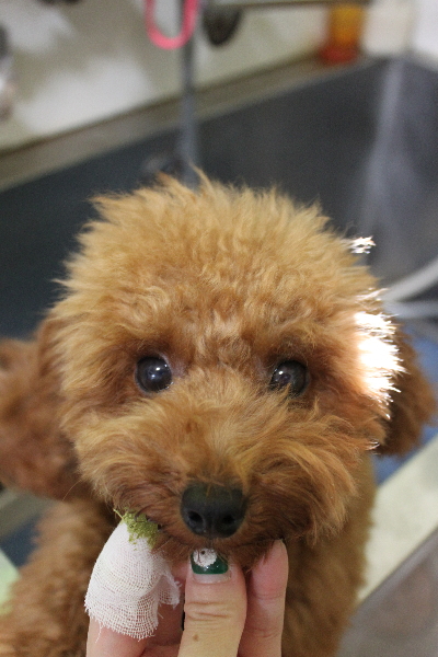 千葉県船橋市のトイプードルの歯磨き画像