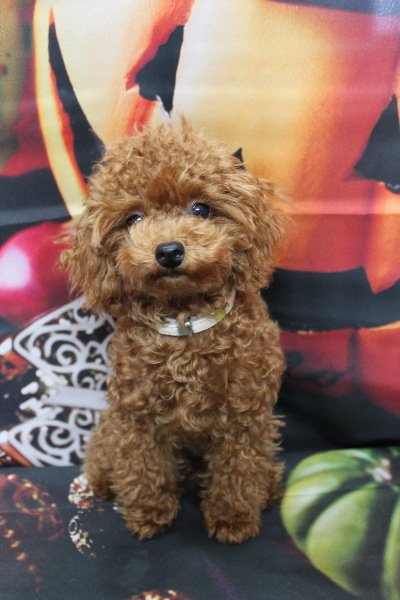 千葉県船橋市のトイプードルのトリミング前画像