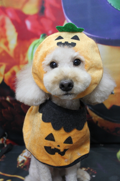 千葉県鎌ケ谷市のトイプードルのトリミング画像