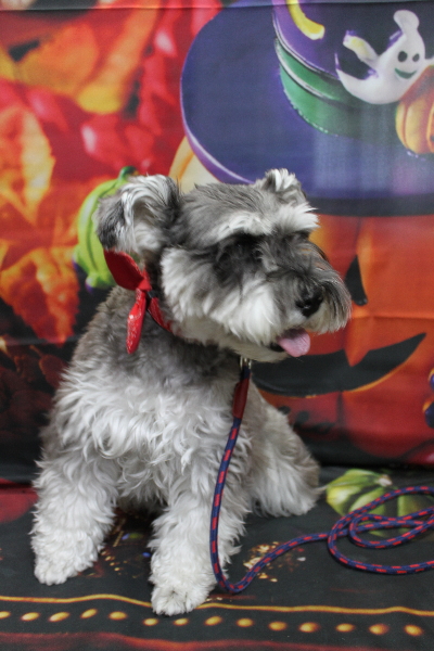 千葉県船橋市のミニチュアシュナウザーのトリミング前画像