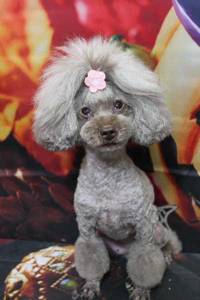 千葉県船橋市のトイプードルのトリミング画像