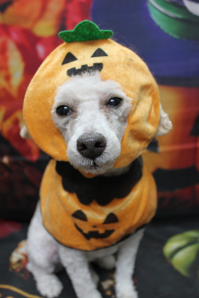 千葉県市川市のトイプードルのトリミング画像