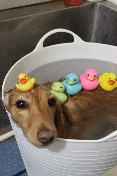 千葉県船橋市のミニチュアダックスの炭酸泉画像