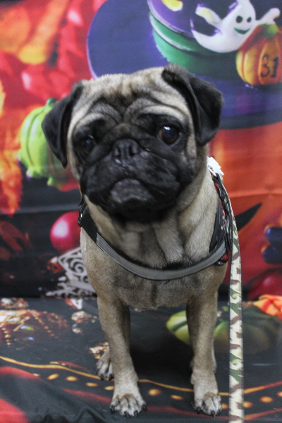 千葉県鎌ケ谷市のパグのトリミング前画像