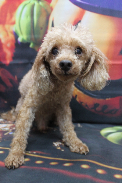 千葉県船橋市のトイプードルのトリミング前画像