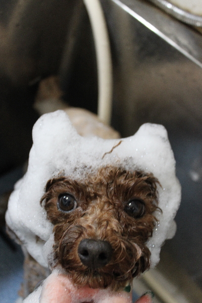 千葉県鎌ケ谷市トイプードルのシャンプー画像