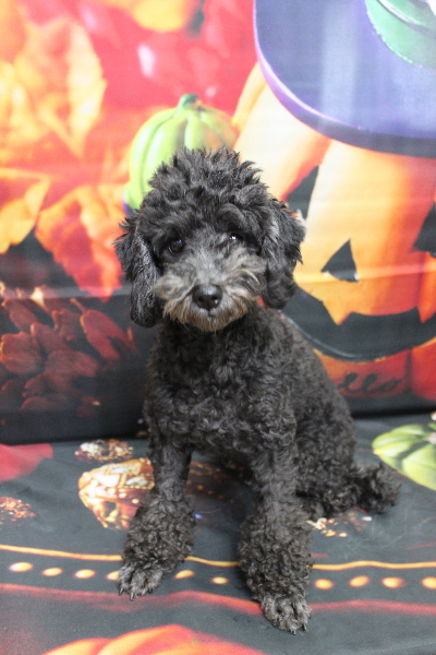 トイプードルブリーダーの成犬、トリミング前画像