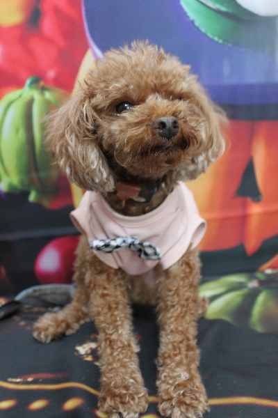 千葉県鎌ケ谷市のトイプードルのトリミング前画像