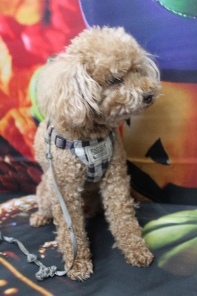 千葉県鎌ヶ谷市のトイプードルのトリミング前画像