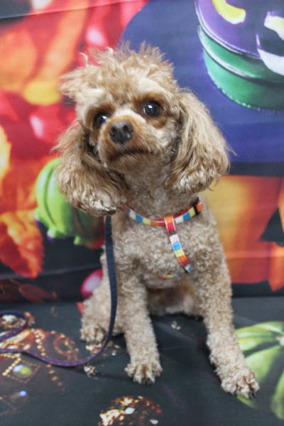 千葉県船橋市のトイプードルのトリミング前画像