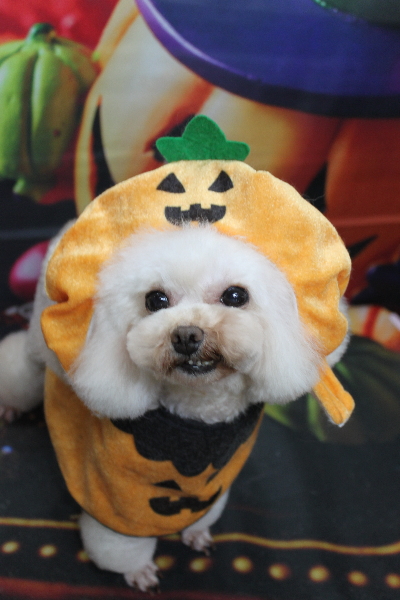 トイプードルブリーダーの成犬、トリミング画像