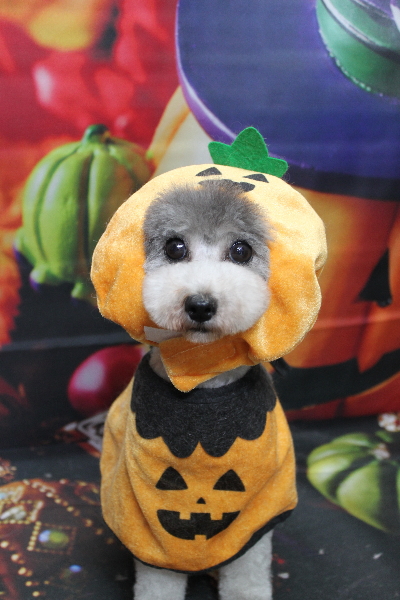 トイプードルブリーダーの成犬、トリミング画像