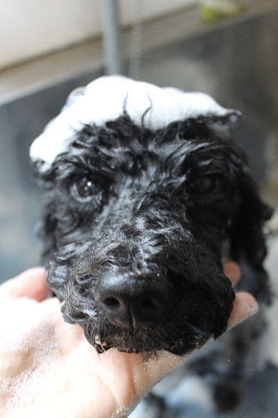 千葉県松戸市のトイプードルのシャンプー画像