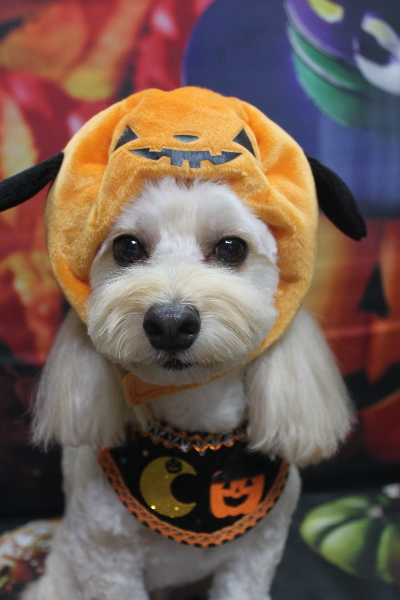 千葉県鎌ヶ谷市のミックス犬のトリミング画像