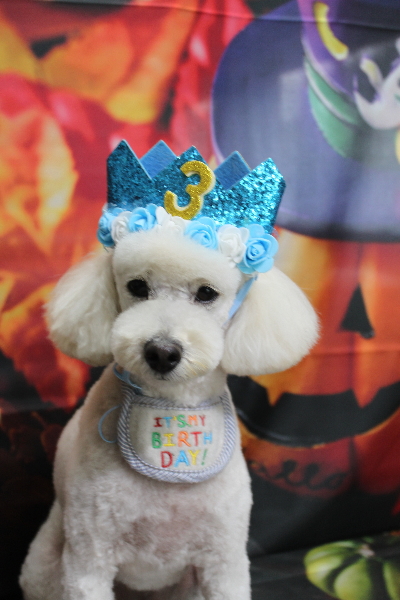 千葉県鎌ヶ谷市のトイプードルのトリミング画像